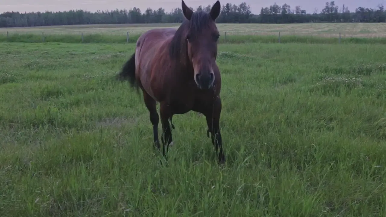 Horse grazing in a lush pasture in the evening and being bothered by mosquitos