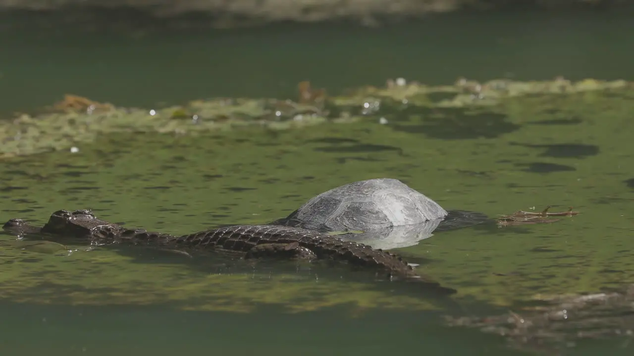 Alligator passing by turtle in the water