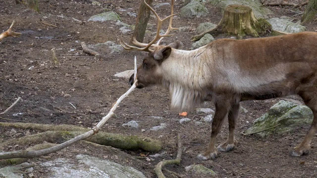 Reindeer male with big antlers standing and then walking in forest