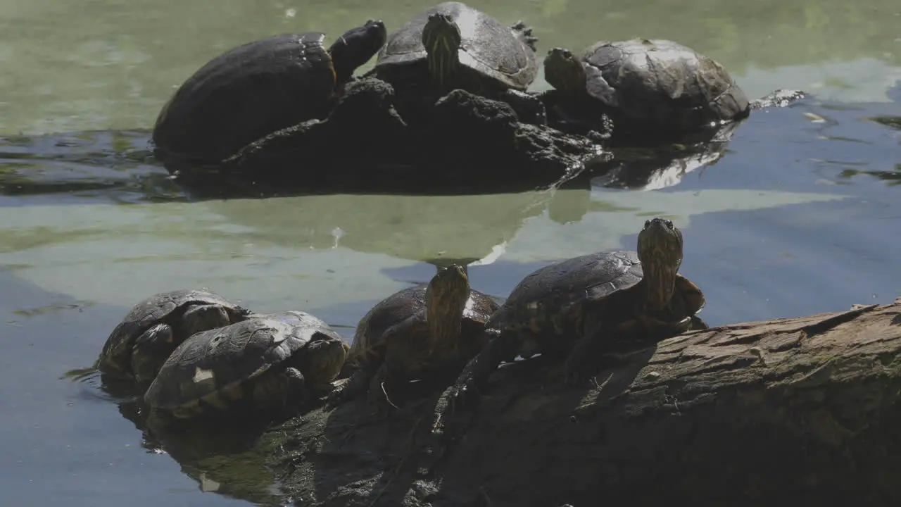 Turtles sumbathing near water shot