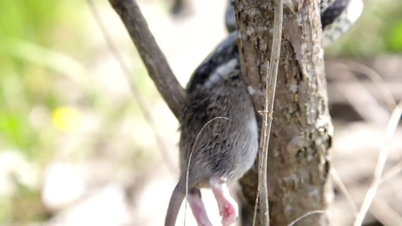 Slow motion snake eating a rat reptile in a tree