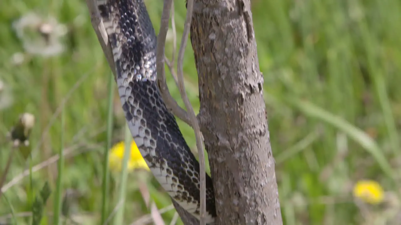 Black rat snake hunting in a tree