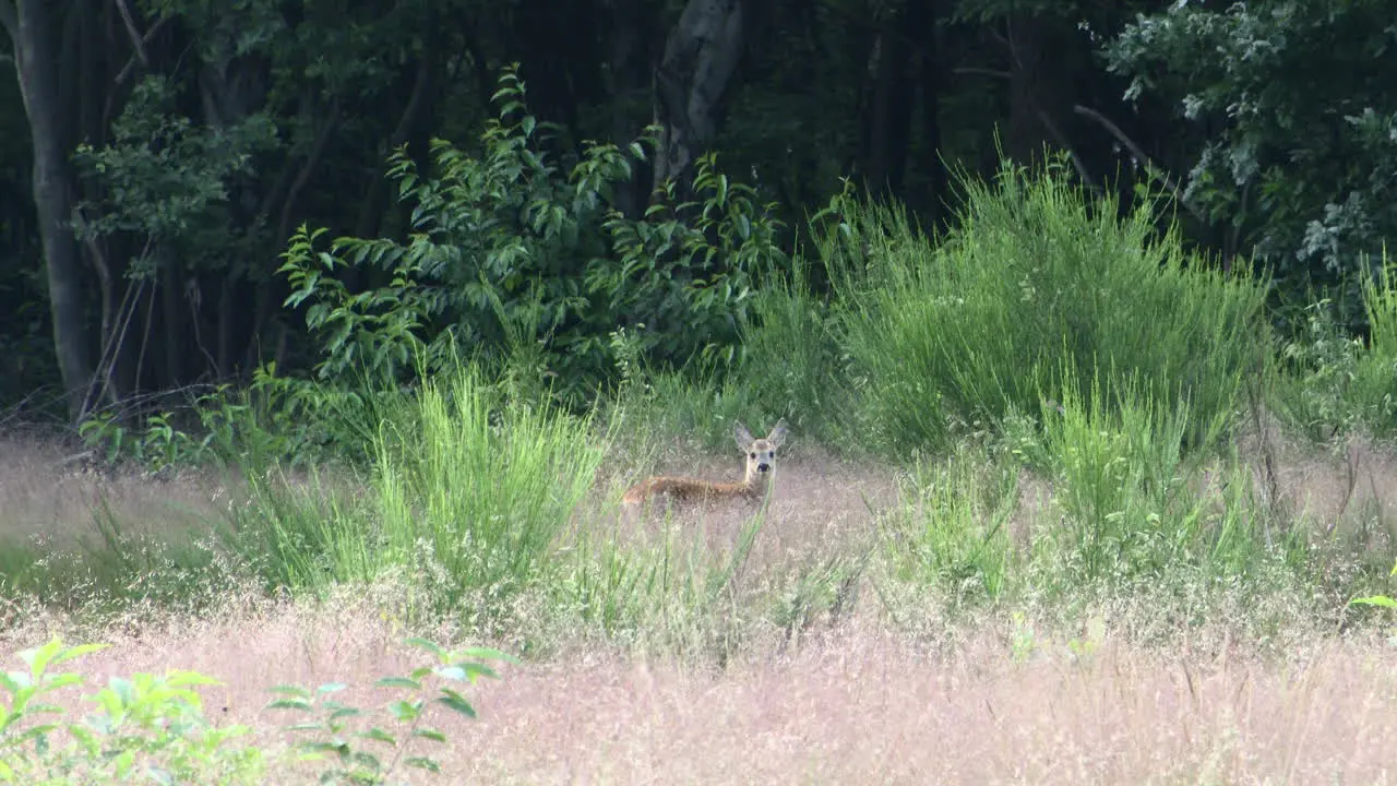 Roe deer calf hiding in high grasses