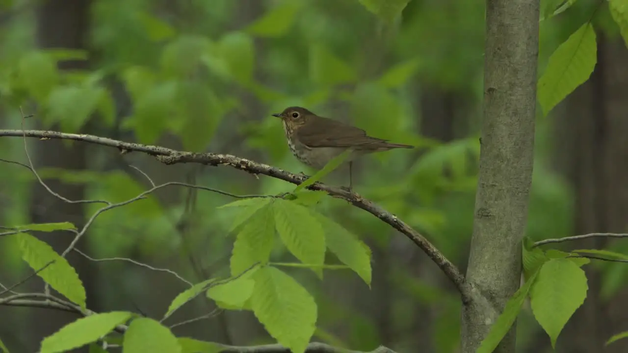 Wood Thrush bird perched on a tree branch surrounded by green forest leaves