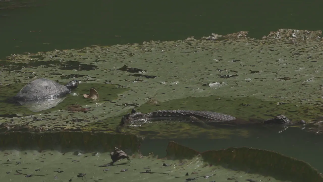 Turtle inside the water near small alligator