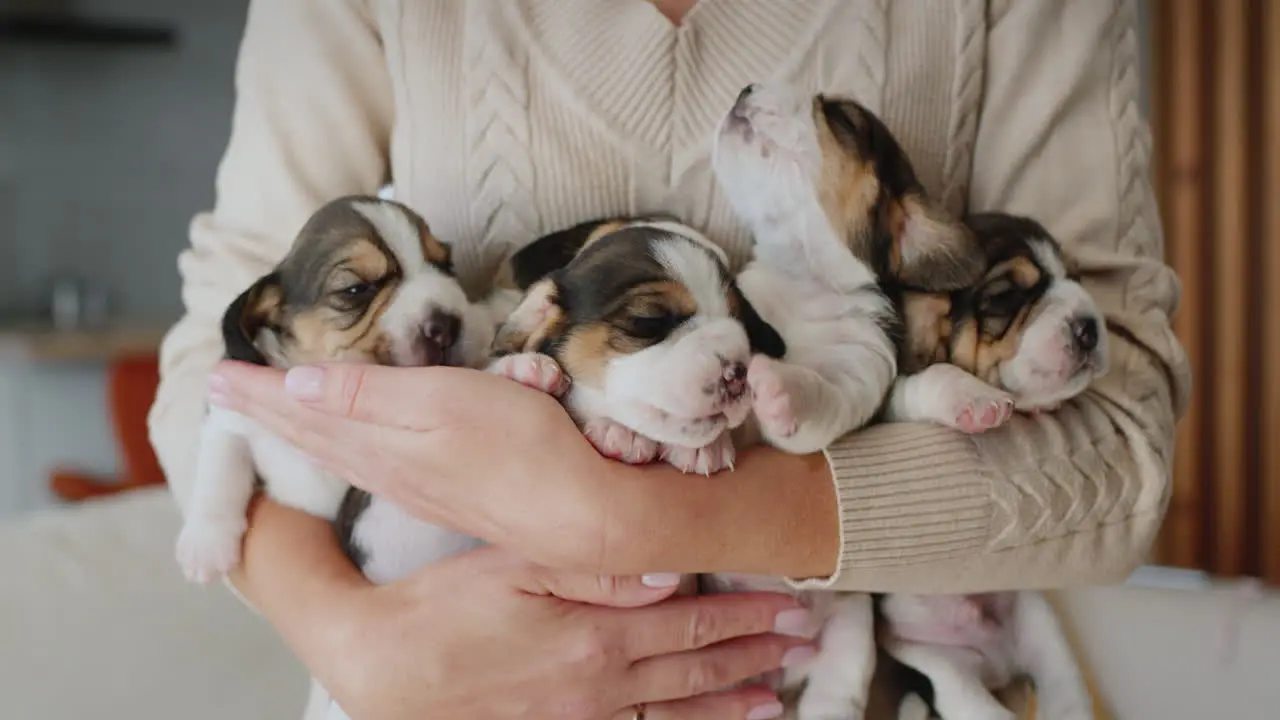 The owner holds an armful of little beagle puppies