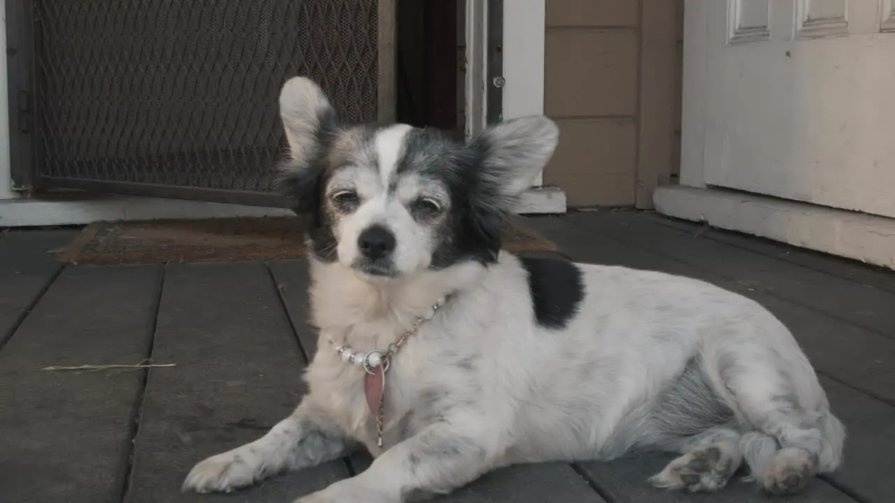 A small tired chihuahua dog lying and looking out of the backyard doorway into the distance