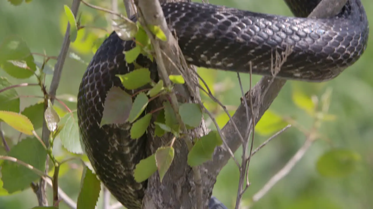 Black rat snake hanging in a tree