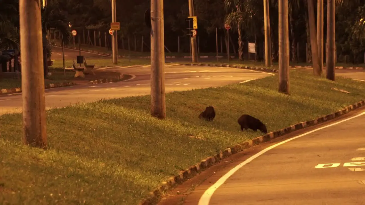 Capybara eats grass at night in urban area