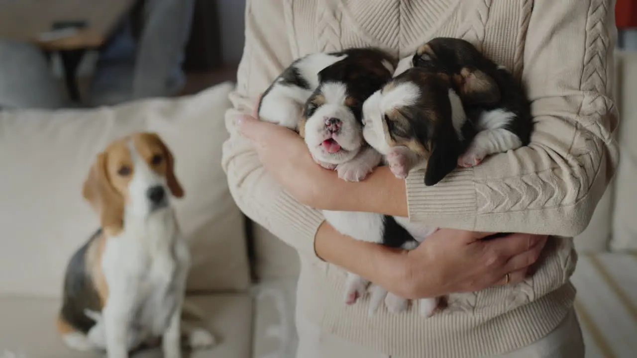 A woman holds several cute beagle puppies in her hands their mother dog sits in the background