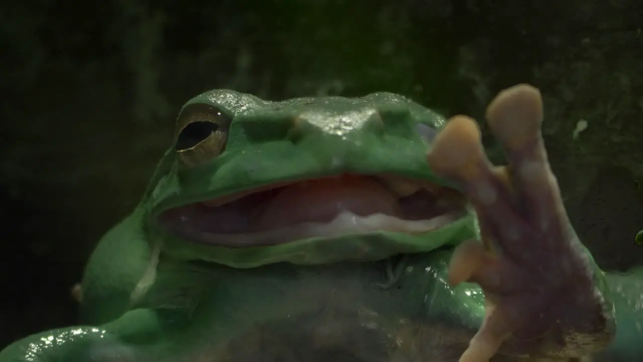 Close-up of an Australian green tree frog