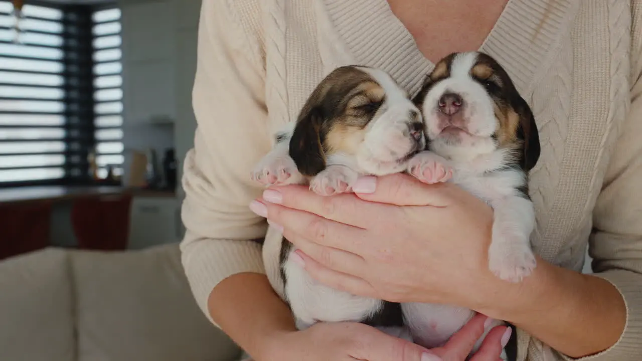 The owner holds two small beagle puppies in his hands