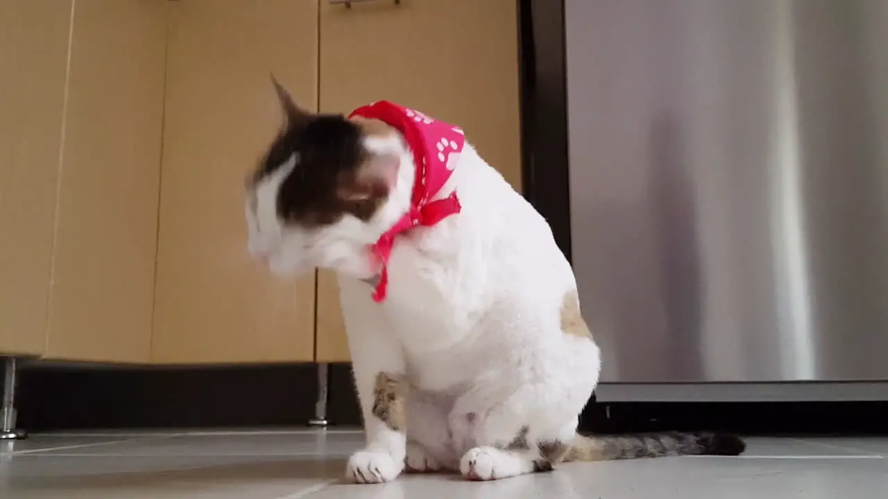 Close up shot of cat sitting on the floor with red bandana and licking own paw from Toung