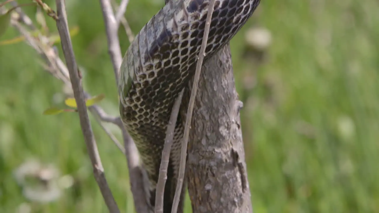 Tilt down along black rat snake in a tree eating a mouse