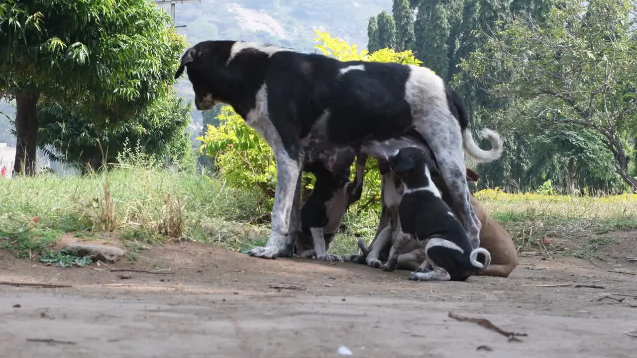 A dog breastfeeding its puppies in a park during day time