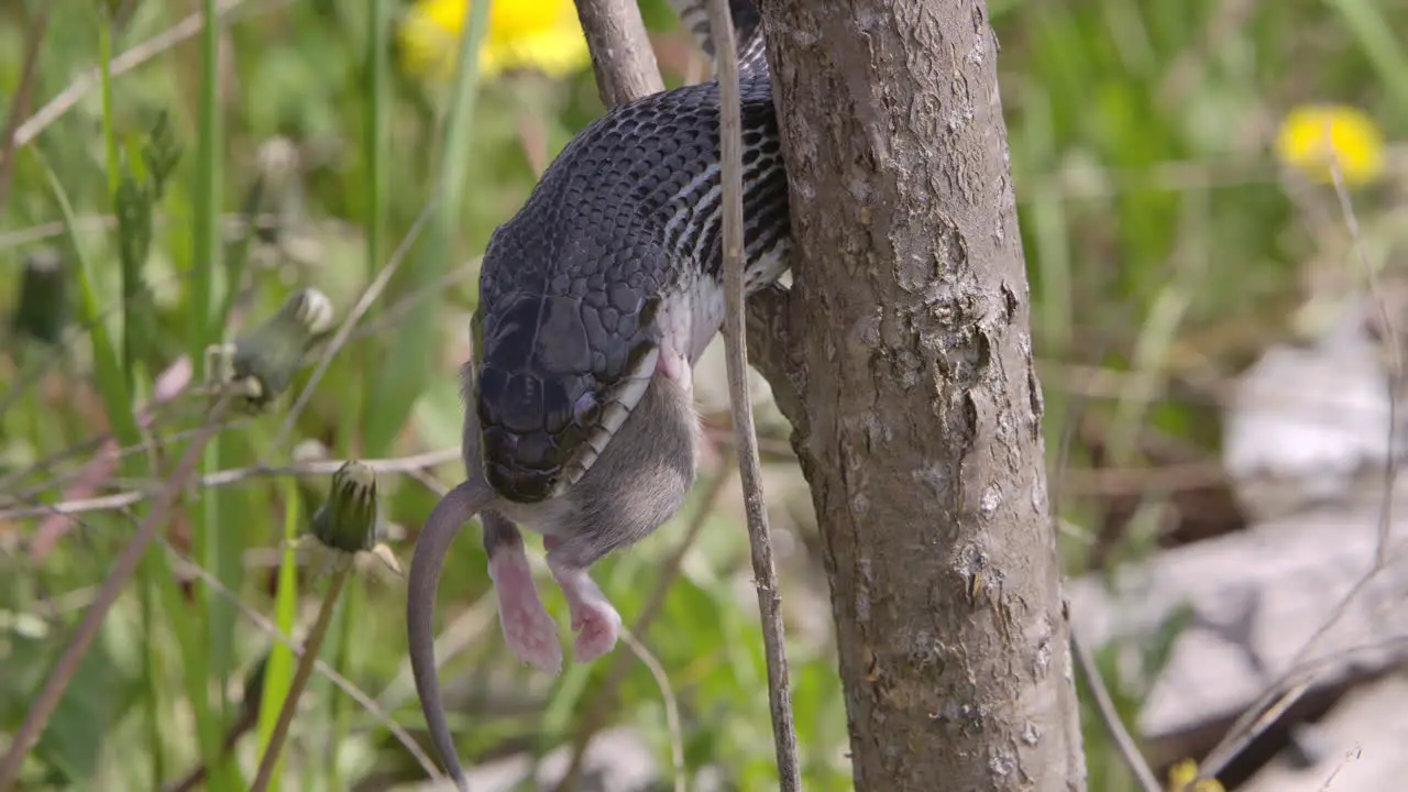 Black rat snake in a tree eating a mouse