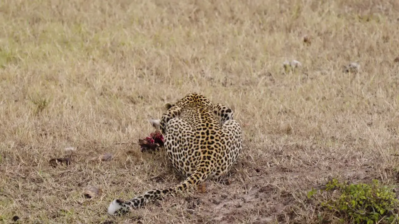 A Reveal Shot Of A Leopard In The Wild Consuming An Animal In A Dry Landscape