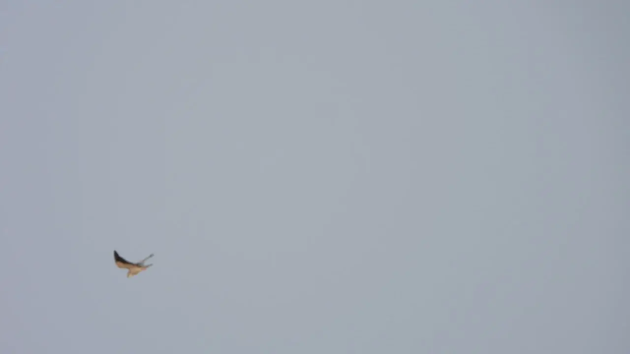 Black-winged kite in sky hunting for pry