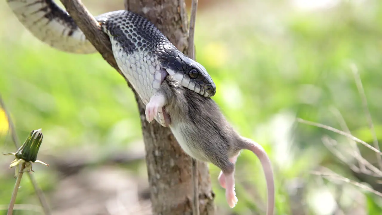 Black rat snake chewing its prey eating a mouse in the tree