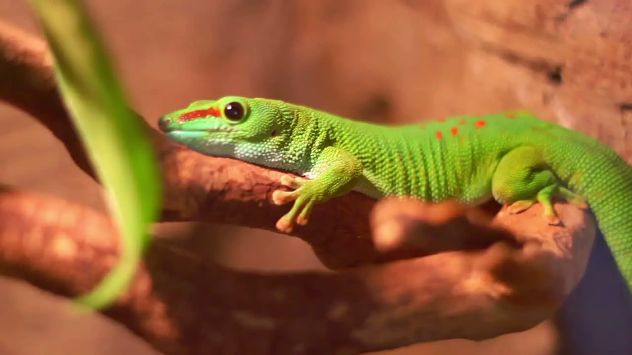 Reptile in zoo terrarium Phelsuma gecko lizard Closeup of madagascar lizard