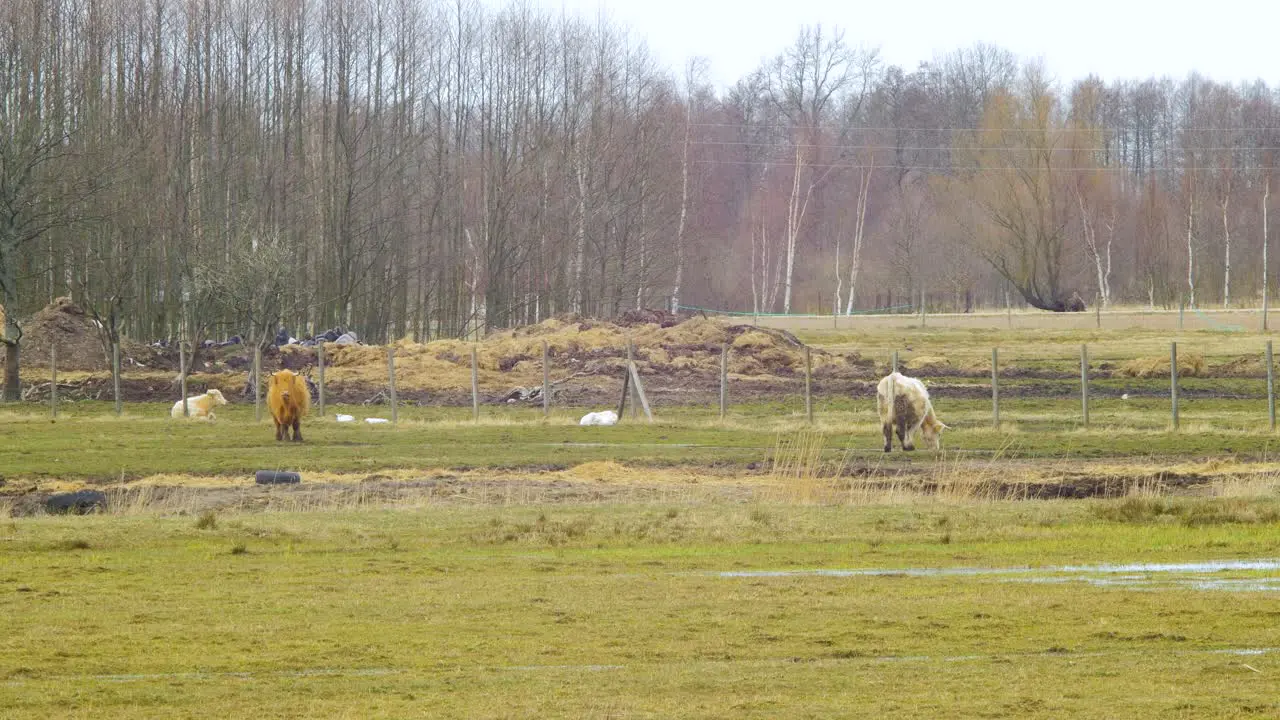 The small herd of Charolais cattle cows eating countryside outdoor view on a sunny spring day distant medium shot