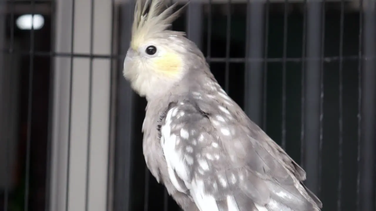 White gray parrot in a cage