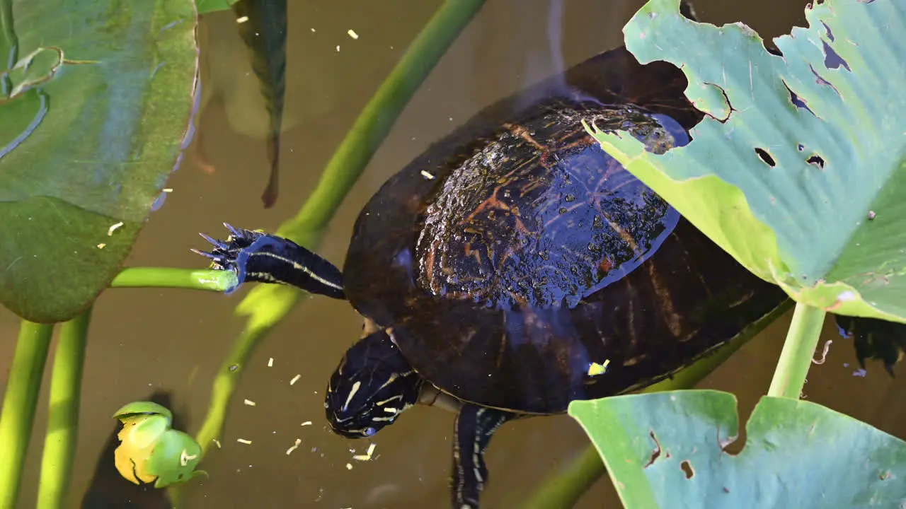 Florida red-bellied cooter or Florida redbelly turtle bud some fish underneath Everglades Florida