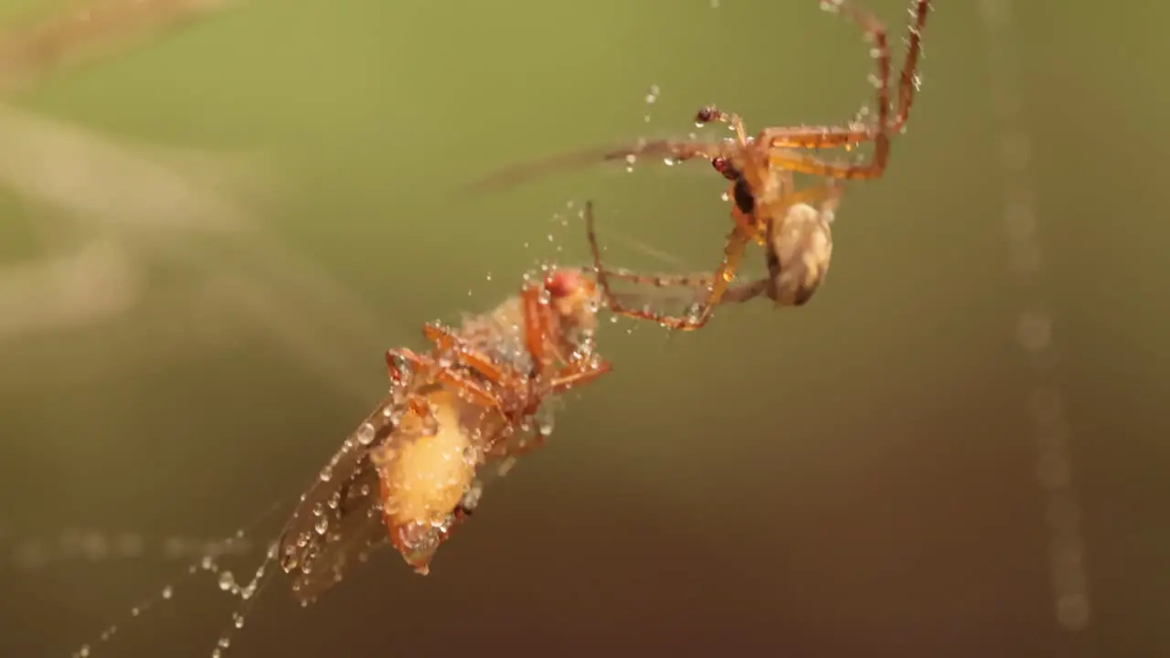 Close up macro shot of a spider grabbed the victim and wrapped it in a web