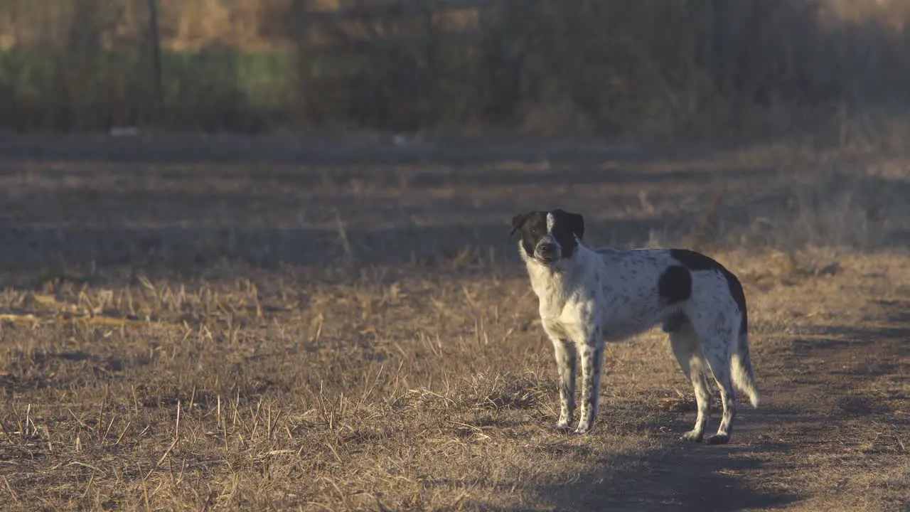 Medium shot of a stray dog barking on a rural dirt road