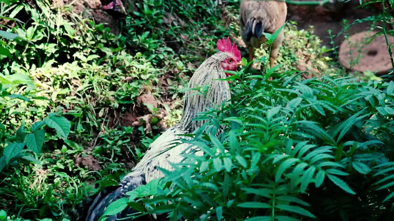 A rooster keeps watch as he and hens forage for food in tropical bushes