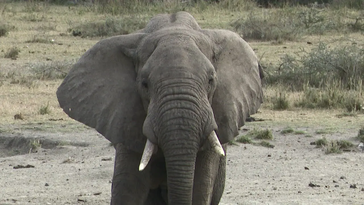 African elephant  bull drinking from lake front view