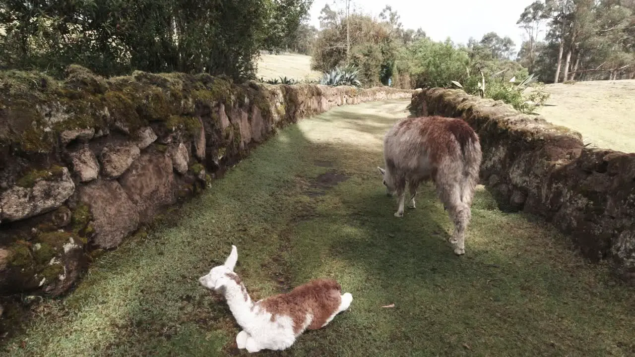 A Couple of Alpacas Eat in the Andes Altitude Highlands Andean Cordillera Fauna