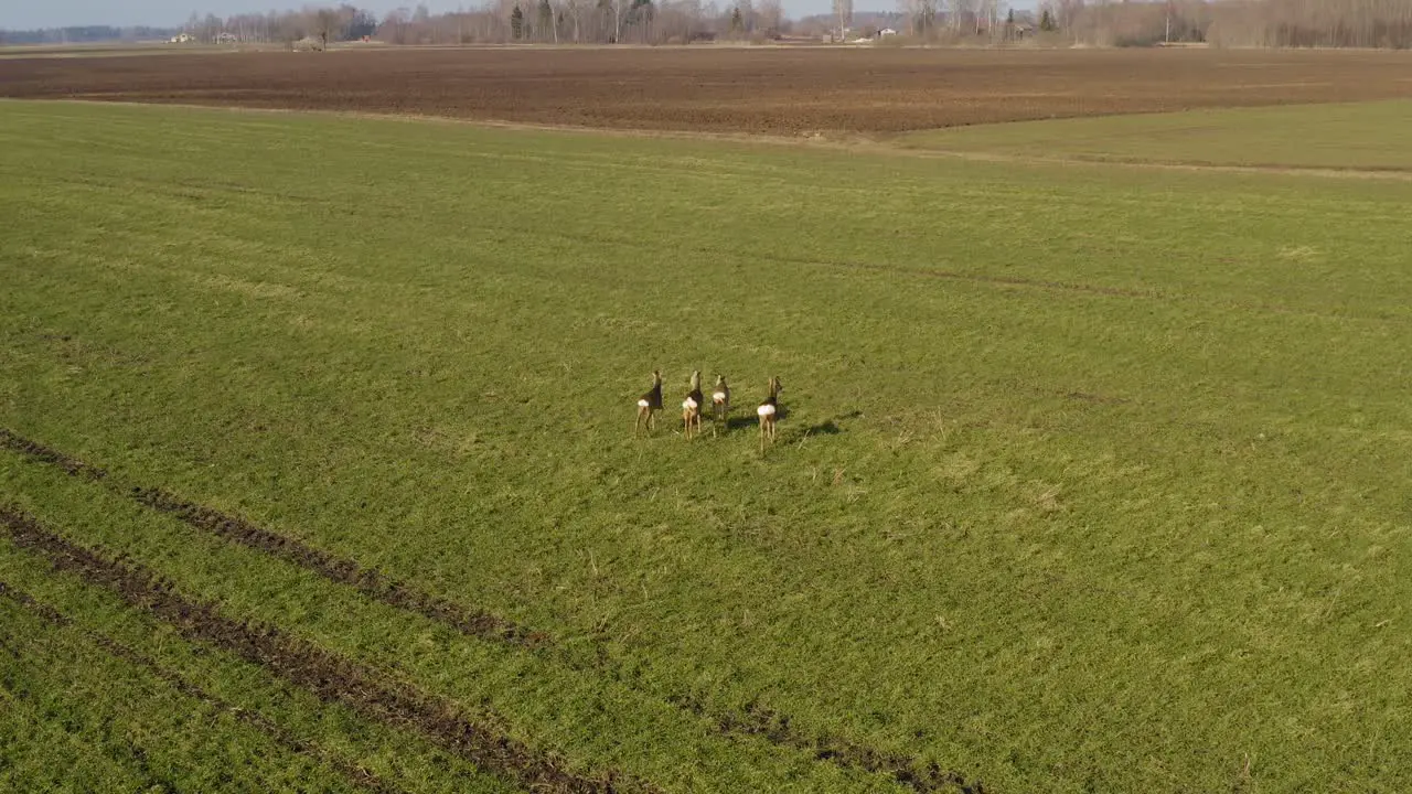 Roe deer walking on green agricultural field