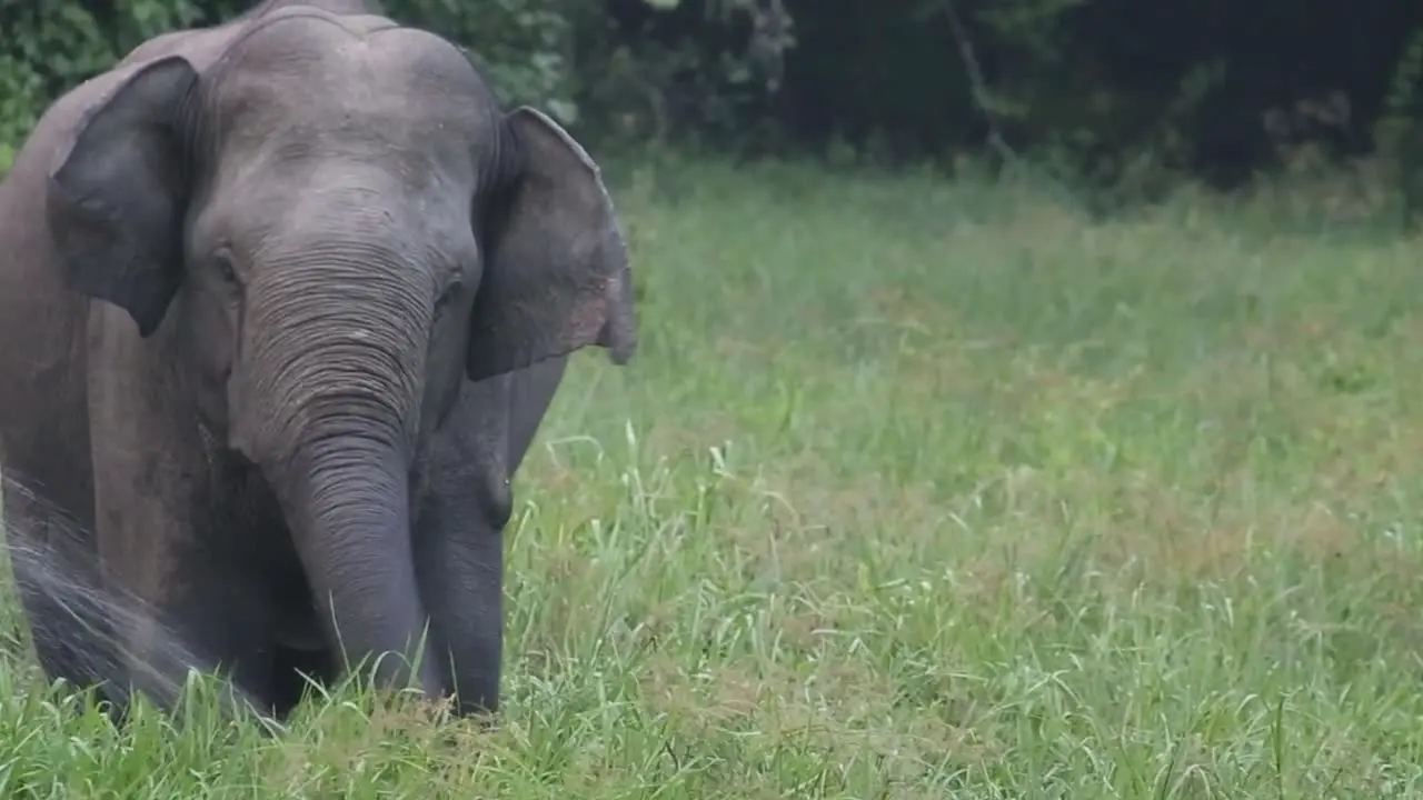 Single large bull elephant eats alone in a grassy marsh