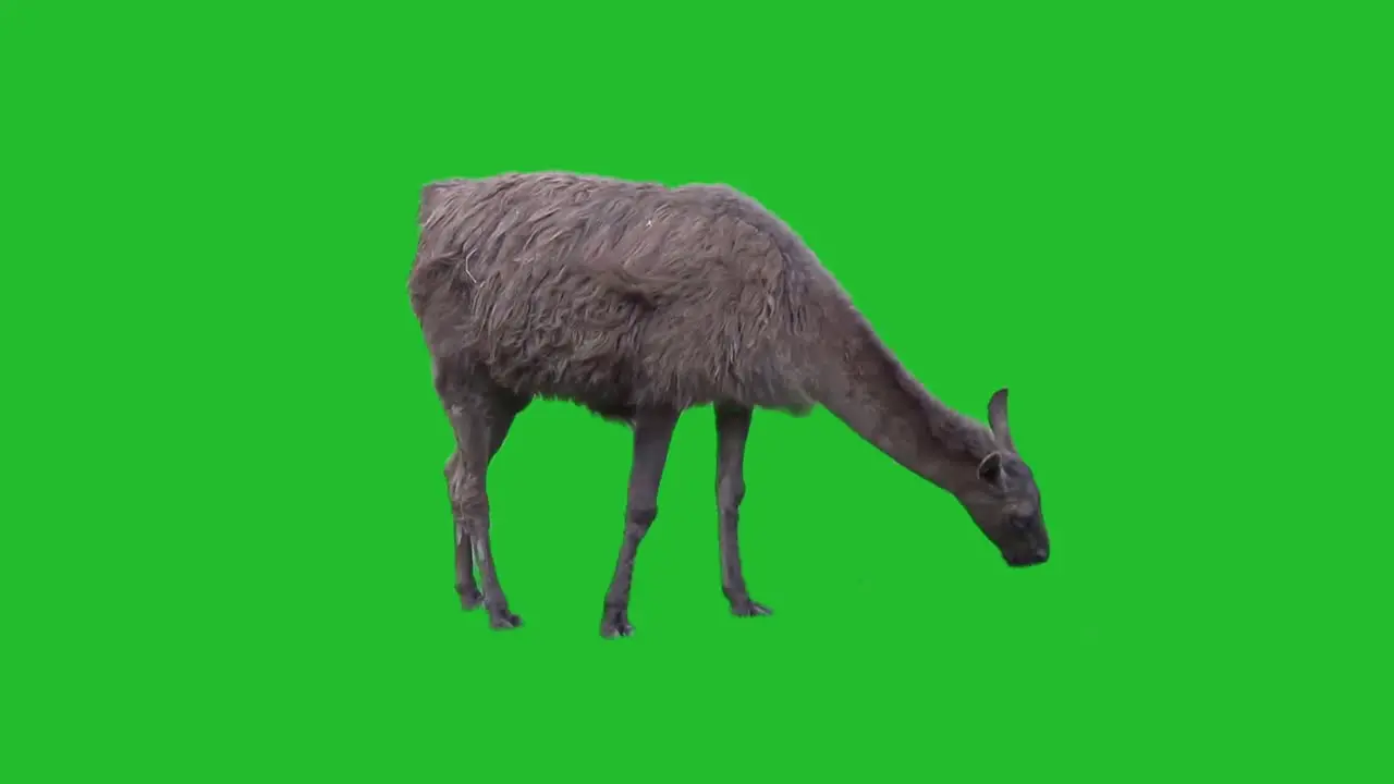 Alpaca on Green Screen