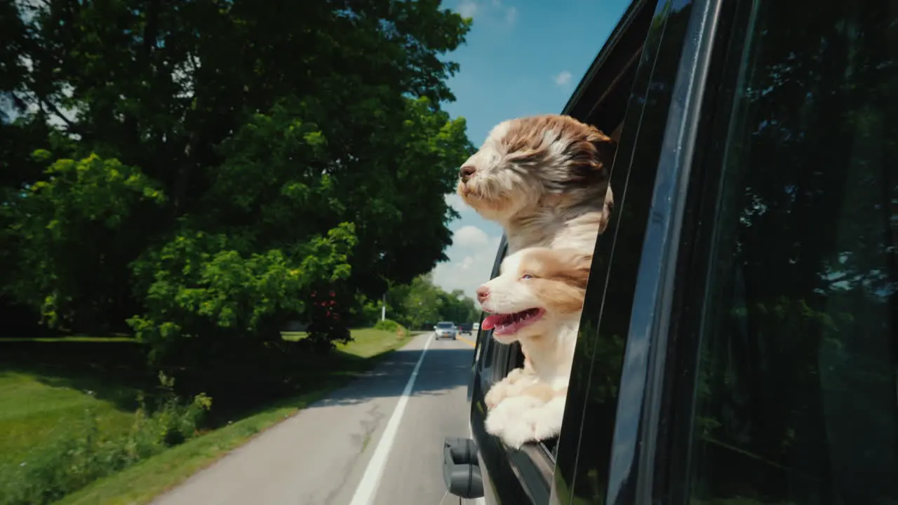 Summer Road Trip In America Two Cute Dogs Peek Out Of A Car Window