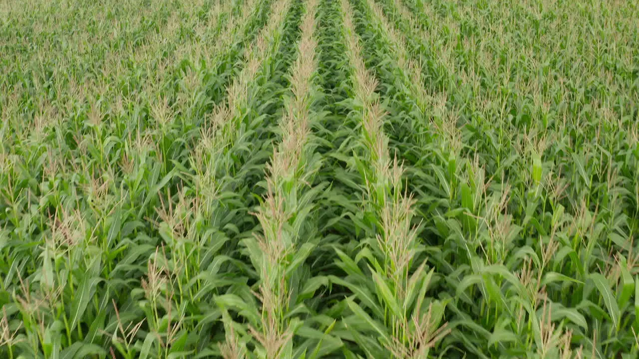 Cornfield close up Birds Eye Top Down Aerial Overhead View rich Green Agriculture