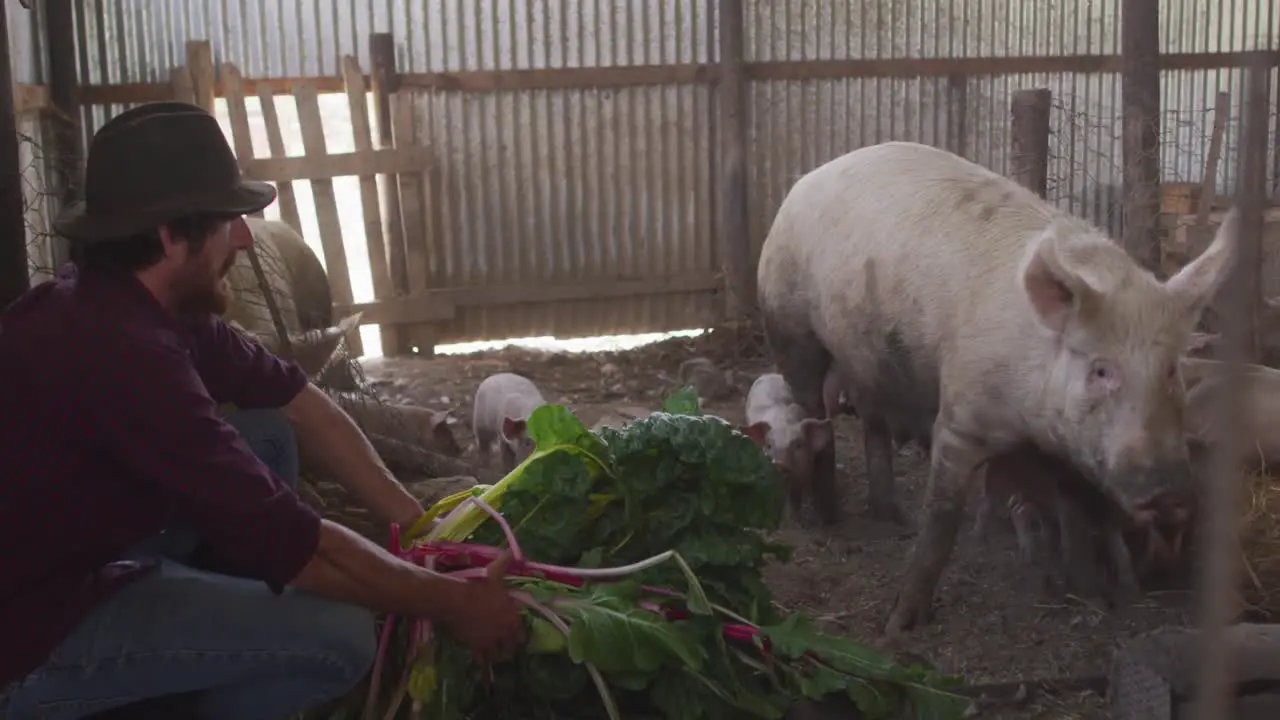 Happy caucasian man working on farm feeding pigs