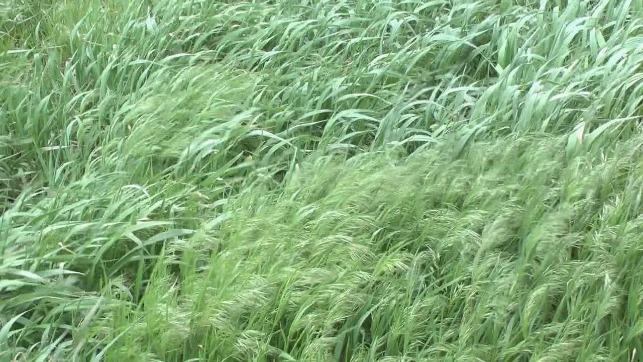 Blowing grass in wind