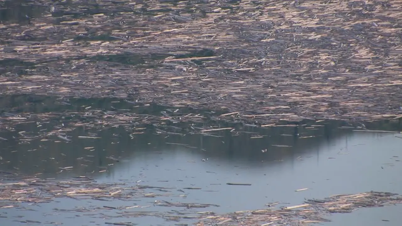 Splinters of wood float in a lake at Mt St Helens National Park