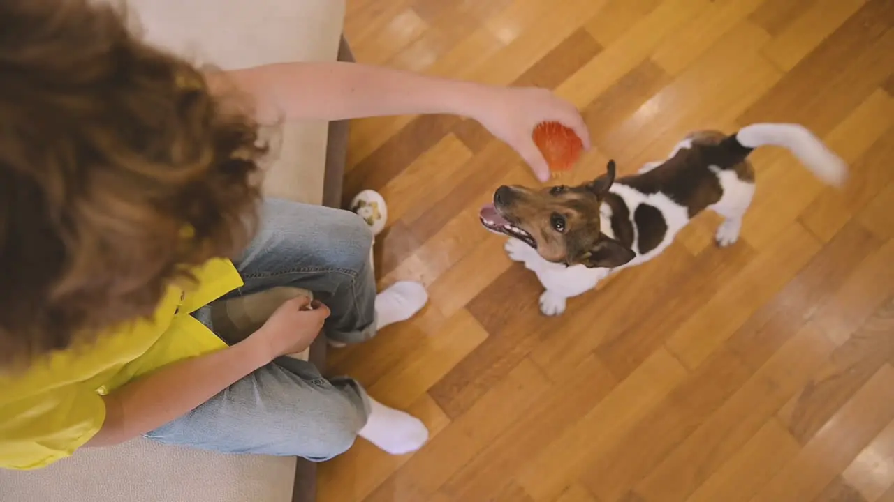 Top View Of A Blond Boy With Curly Hair Sitting On The Couch While Playing With His Dog While Holding A Ball