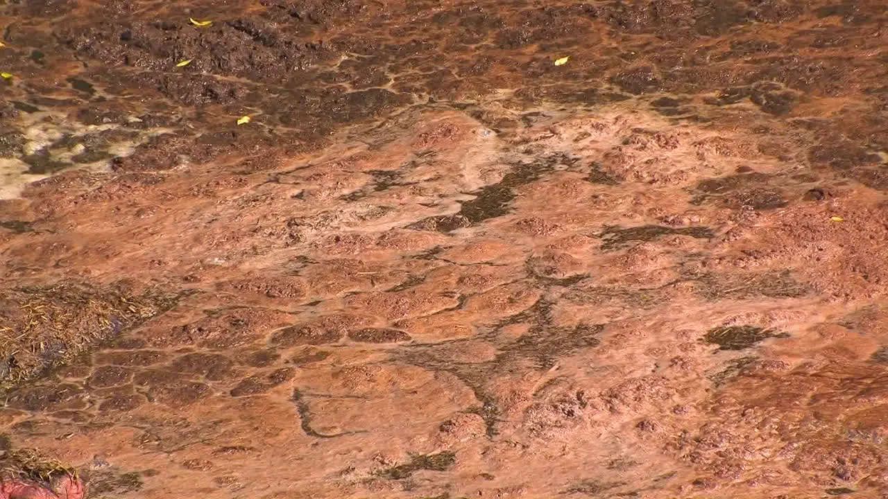 Several hippos stand together submerged in murky waters