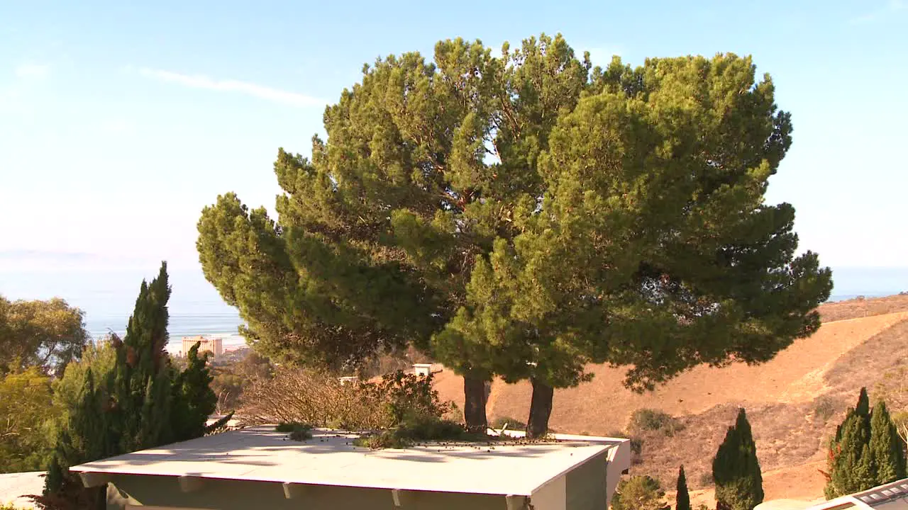 Timelapse shot of a tree being trimmed