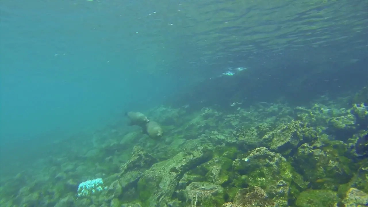 Playful pair of Galapagos Sea Lions underwater at Champion Island off Floreana Island in Galapagos National Park Ecuador