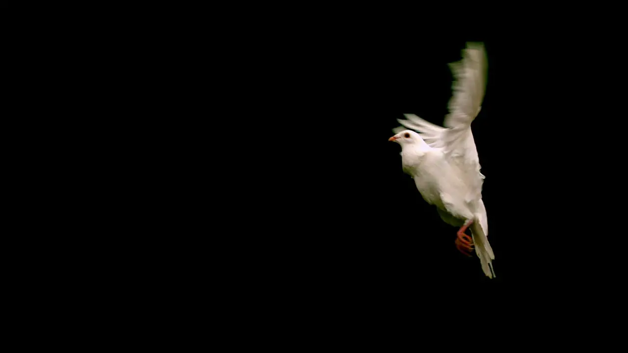 White dove flying across black background