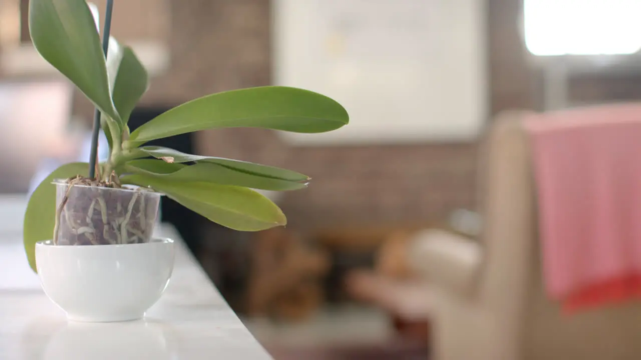 Empty creative office with couch board on wall and plant on table in slow motion