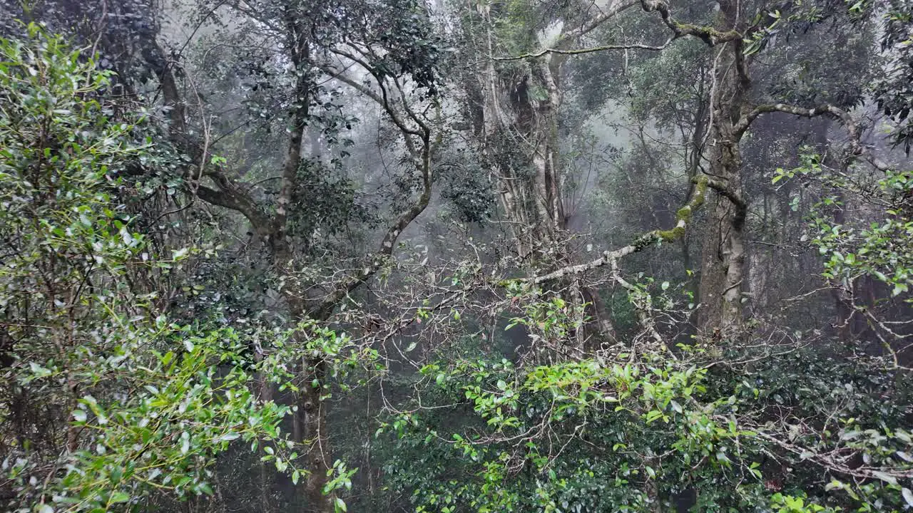 Creative transition through a moss covered tree opening up into a misty fog covered rainforest setting