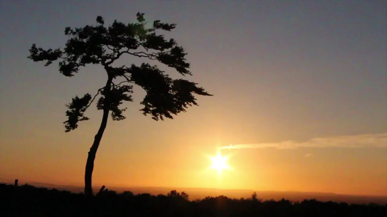 Lonely Tree at Sunset (slow motion) CC-BY NatureClip