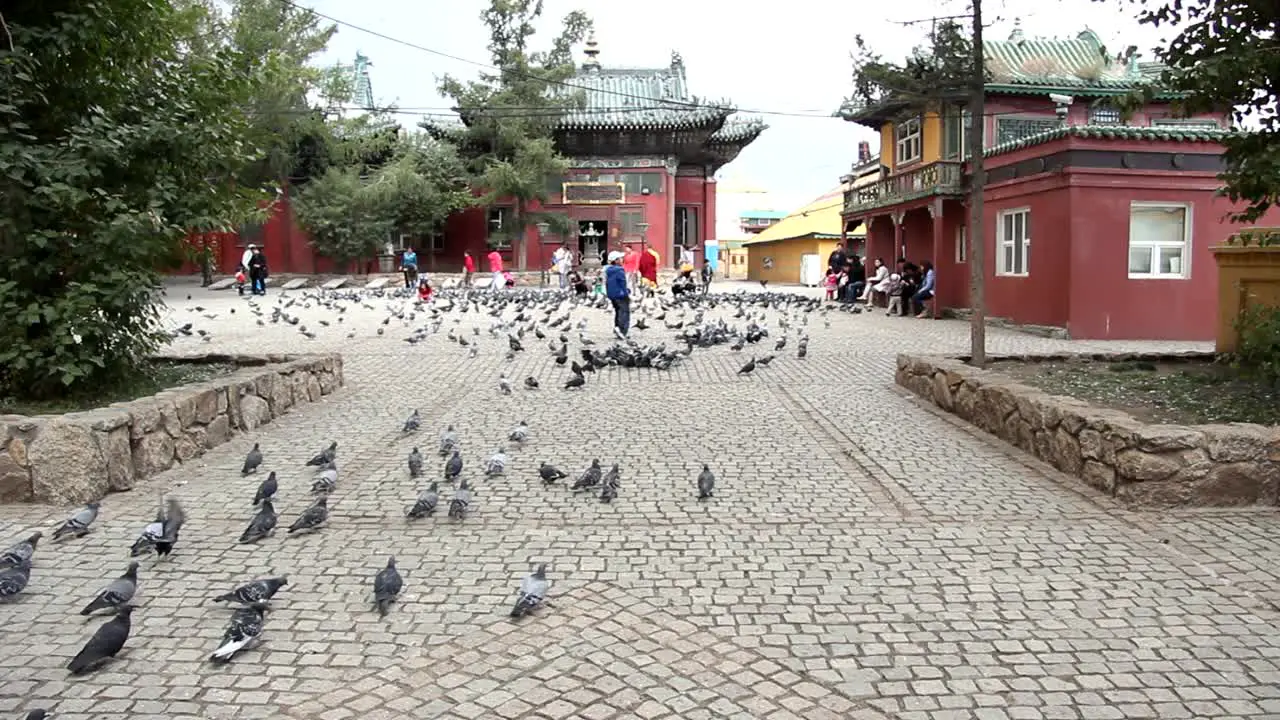 Pigeons in Mongolia