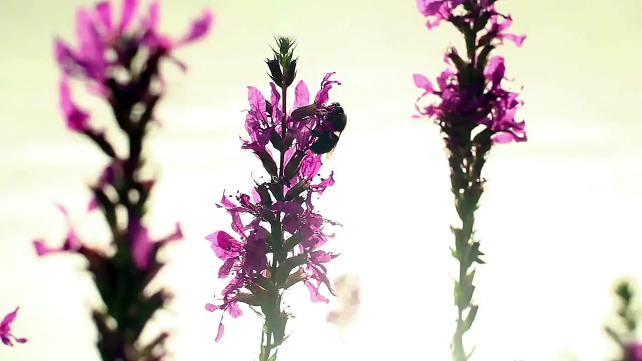 Bee on Flower